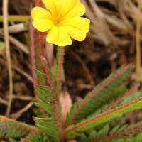 Biophytum nudum (Arn.) Wight